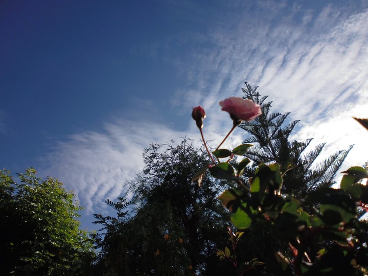 Una rosa por la mañana `°-°`