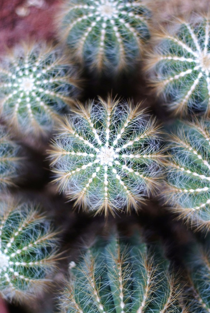 Cactus