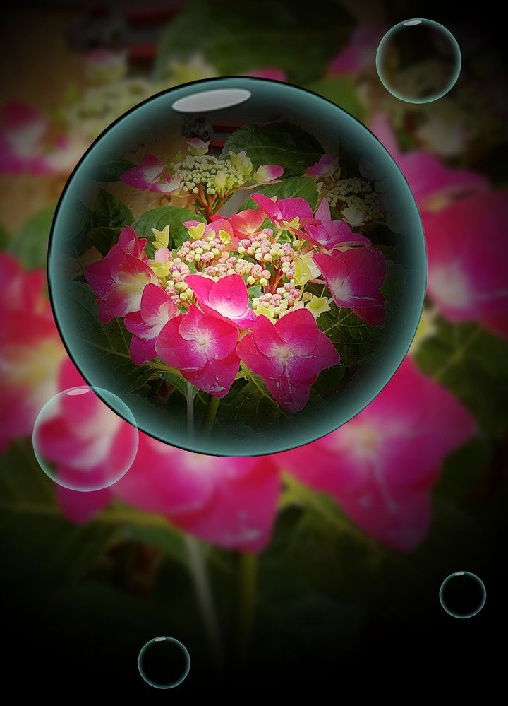 Geheimnissvolle Blumenwelt
