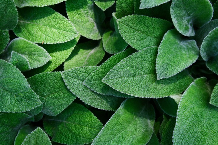 greeny plant➿➰➿