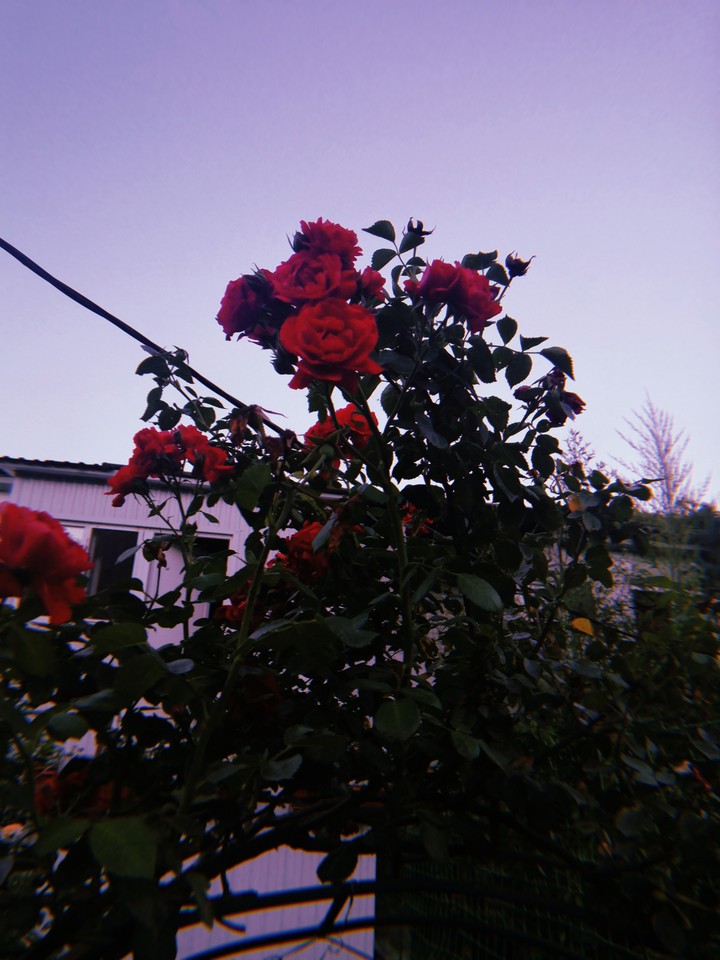 Red roses