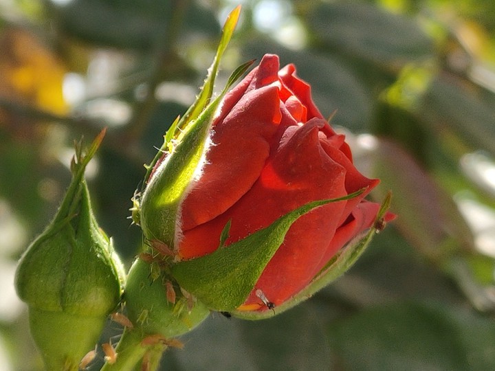 Red Rose