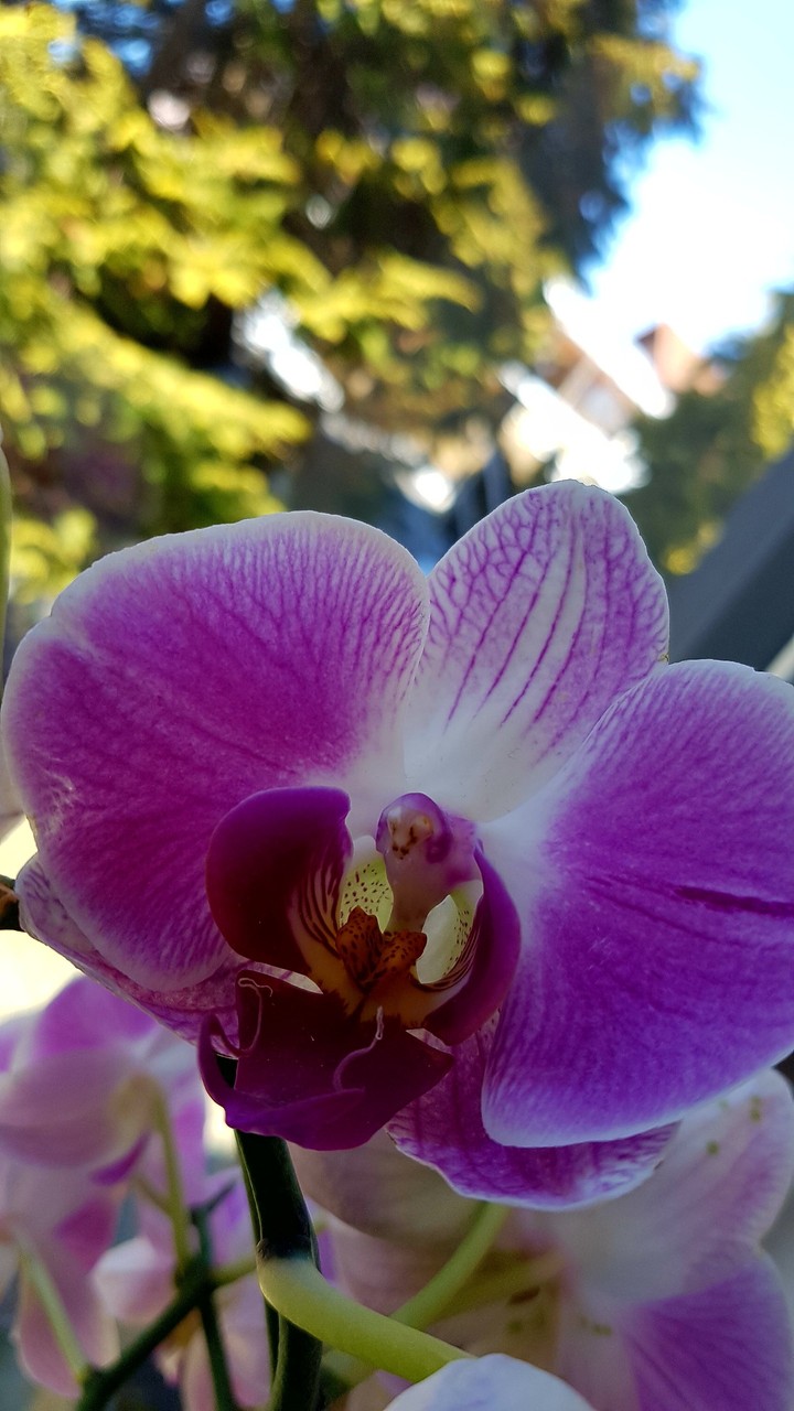 Orchidee