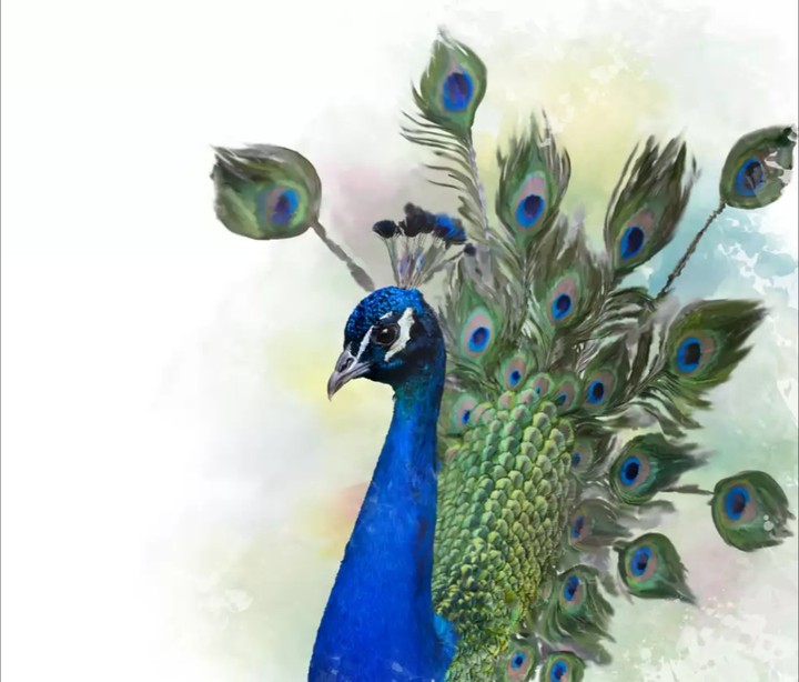 peacock
