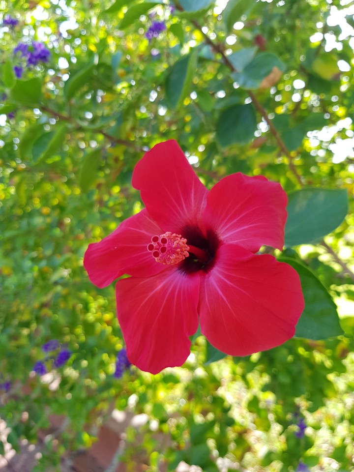Hibiskus