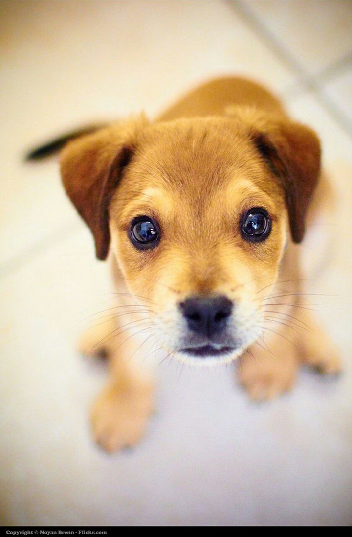 Cachorrito