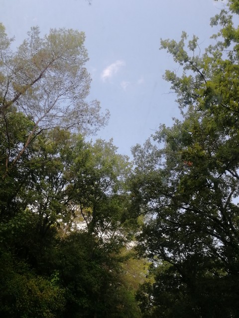sfondi sky, tree