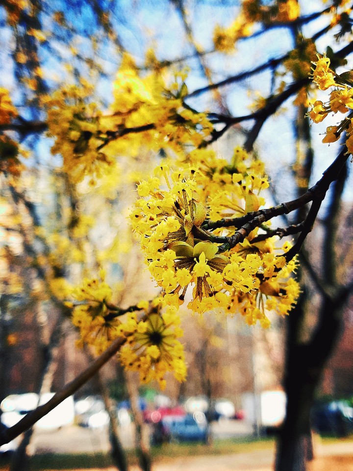 Spring flowers