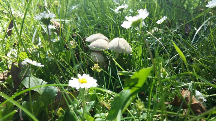 nature