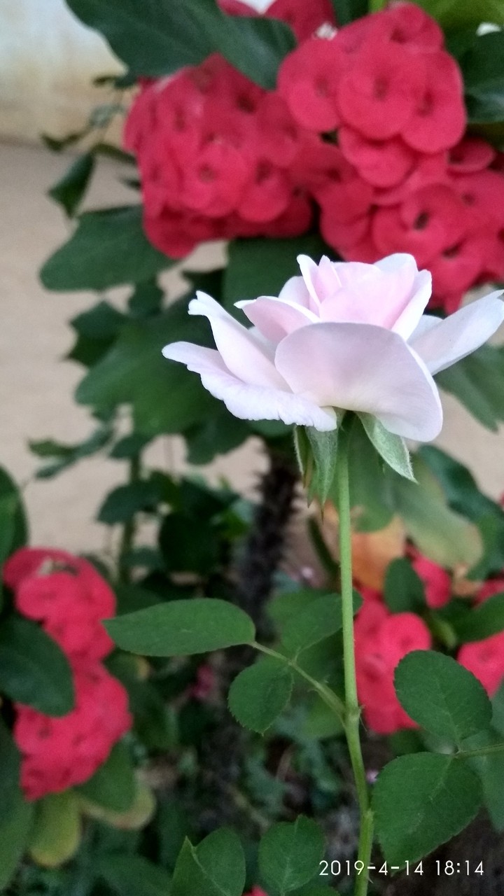 flower