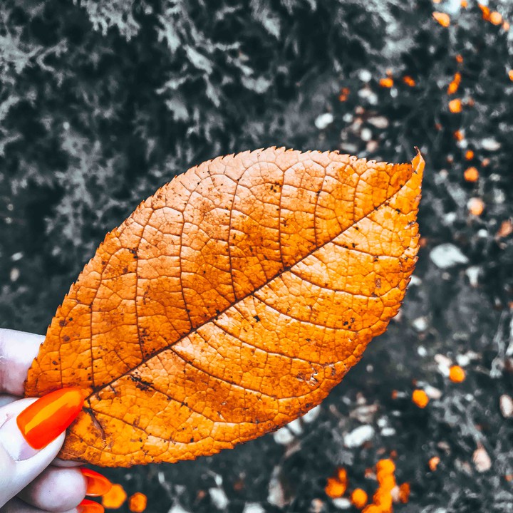 Autumn