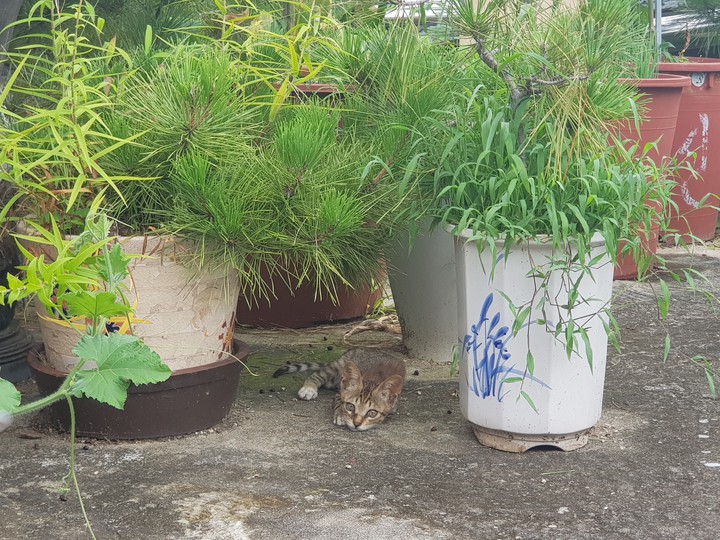 cat