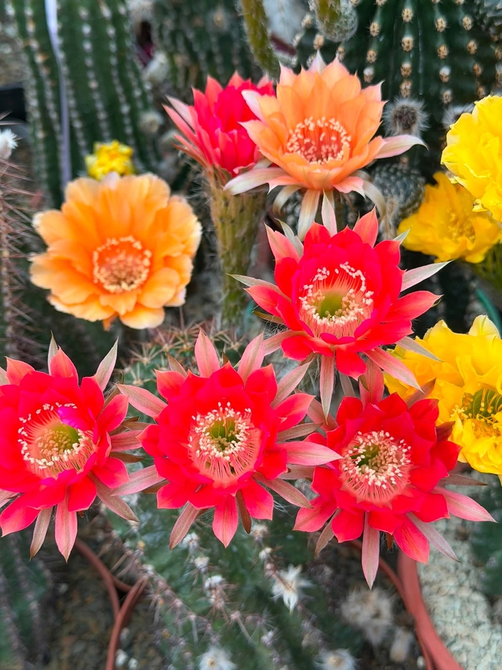 тапети petal, Cactus