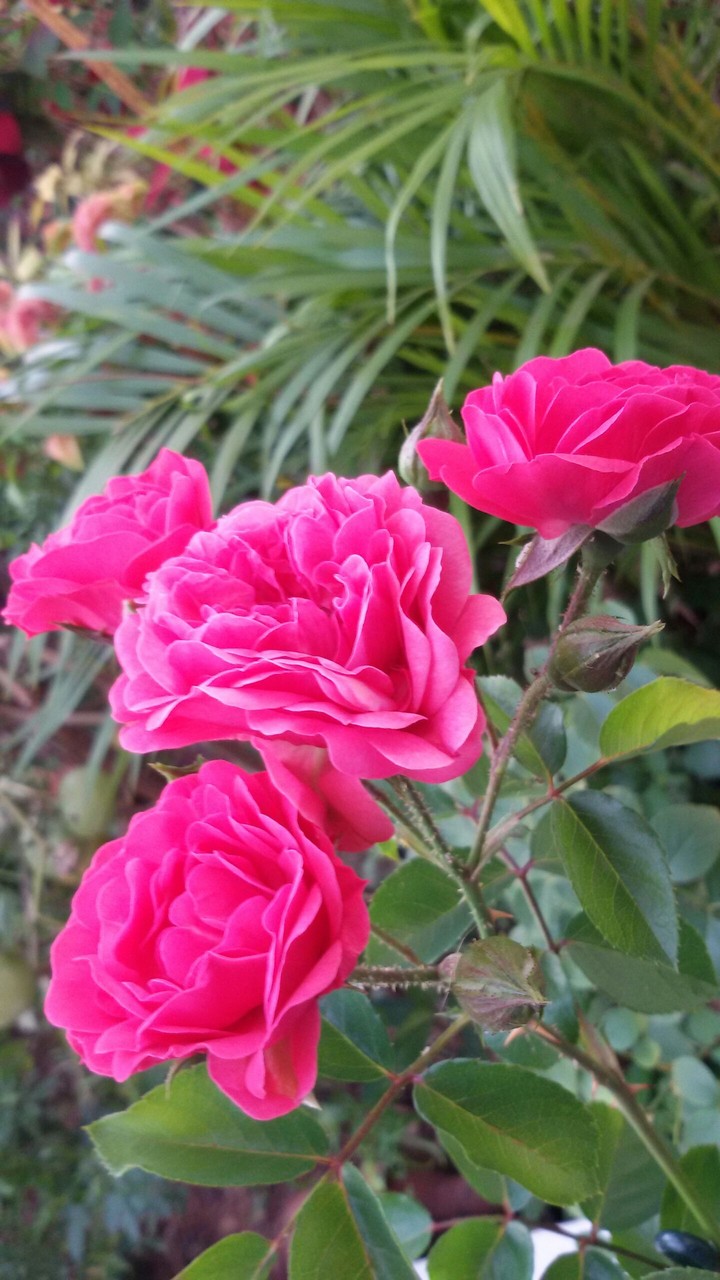 Red roses!!!