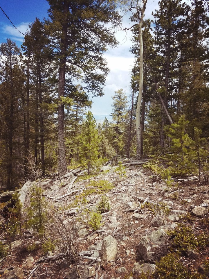 Forest