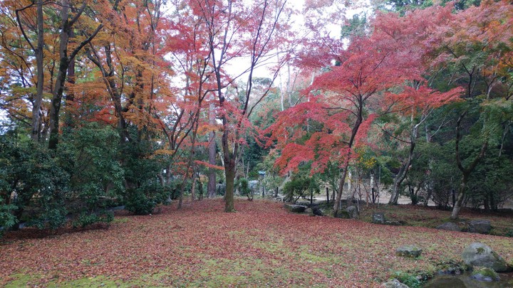 紅葉 Autumn leaves