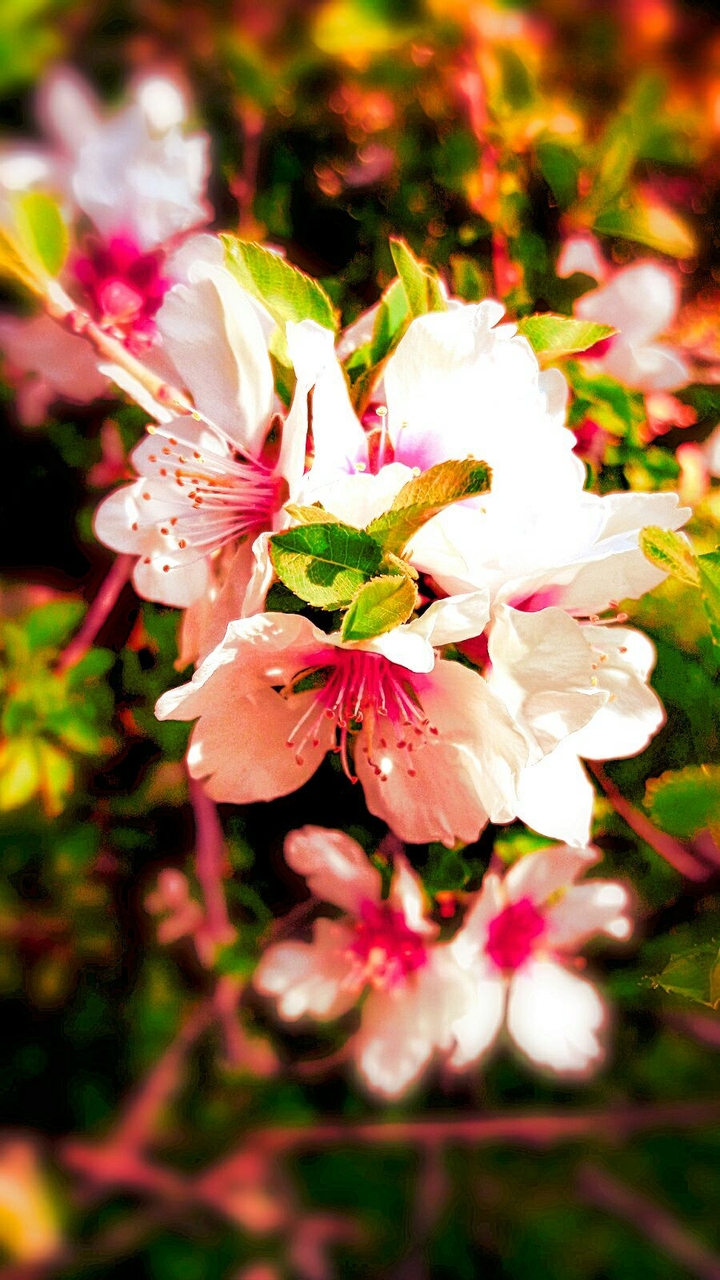 spring beauty