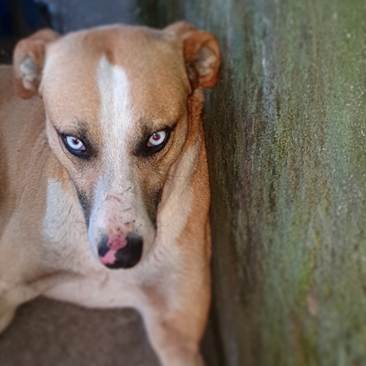 dog