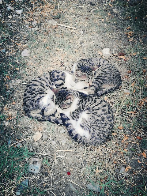 cats