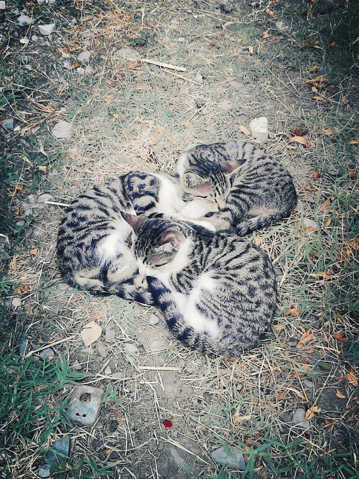 cats