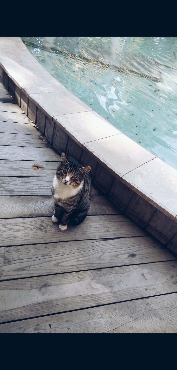 meow ?