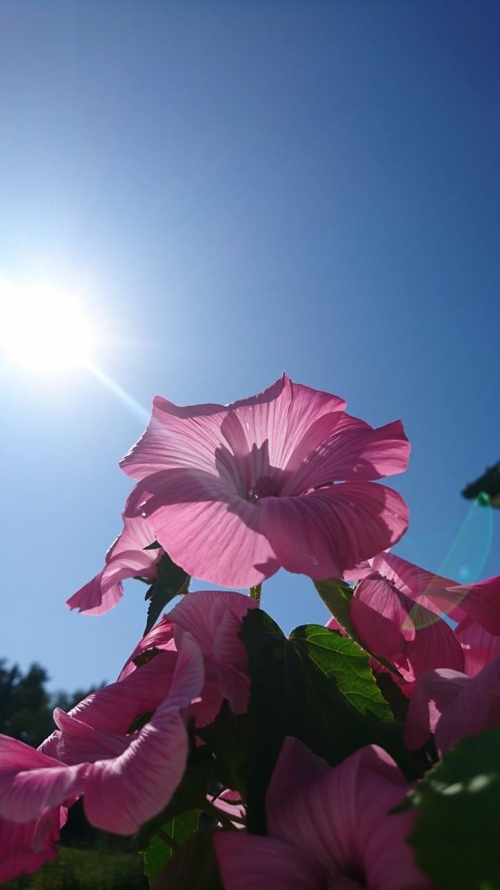 Pink