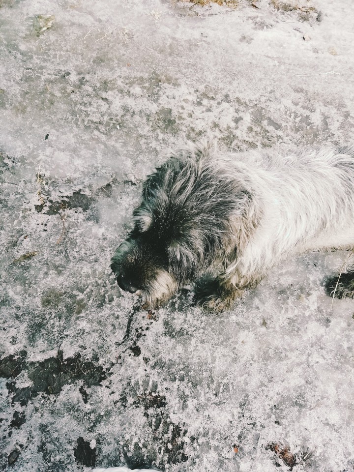 Мой друг ?