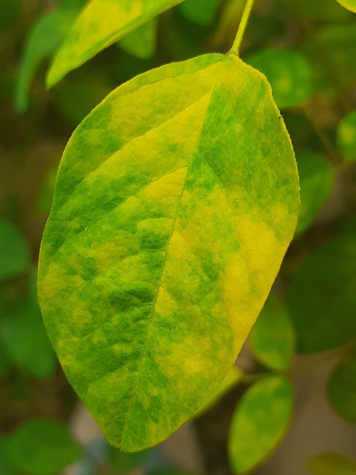 leaf