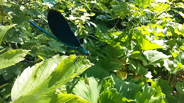 Blue dragonfly