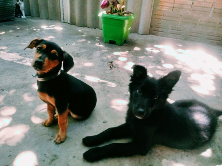 fofas