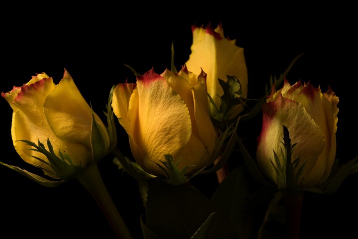 Roses