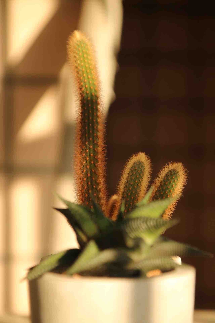 多肉植物