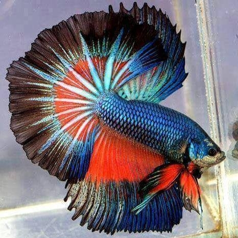 fish