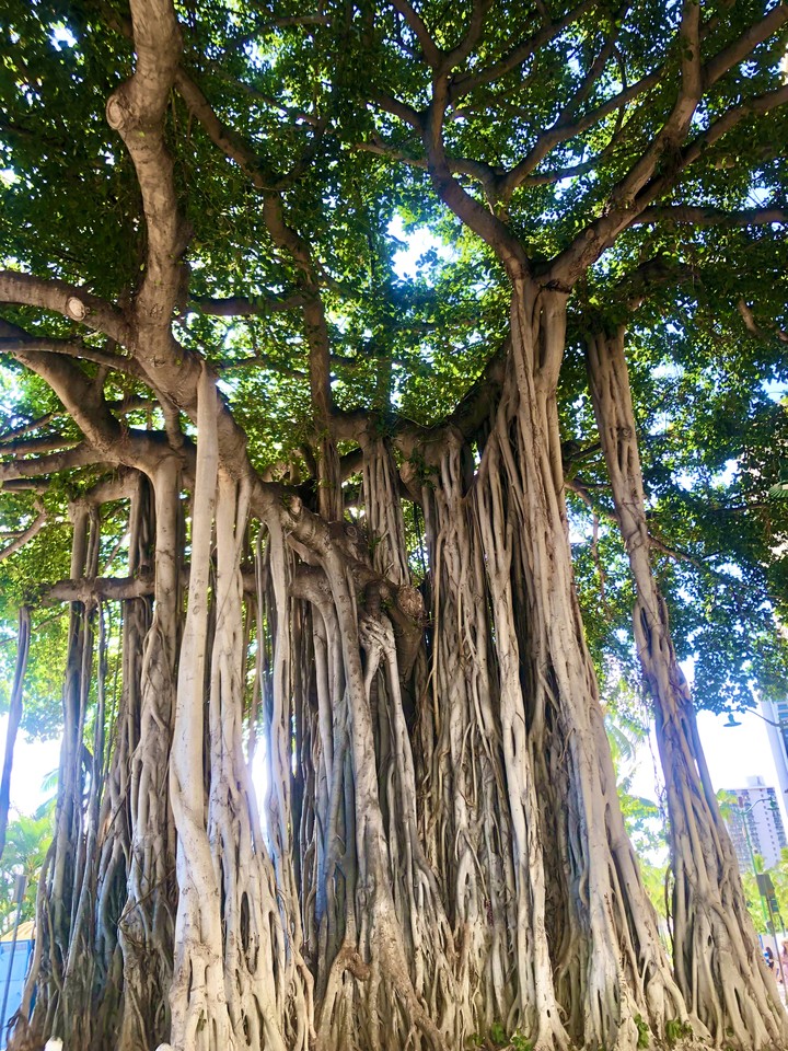 Banyan Tree