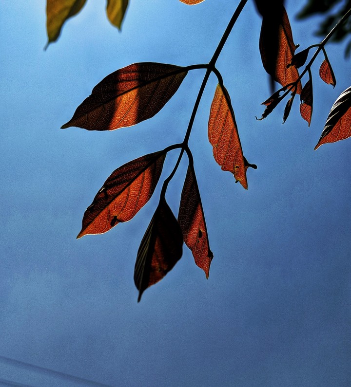 New leaves
