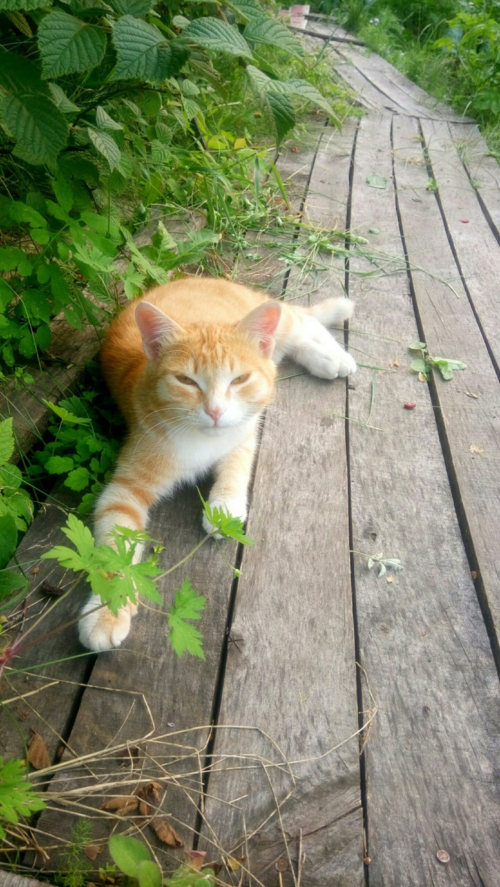 cat