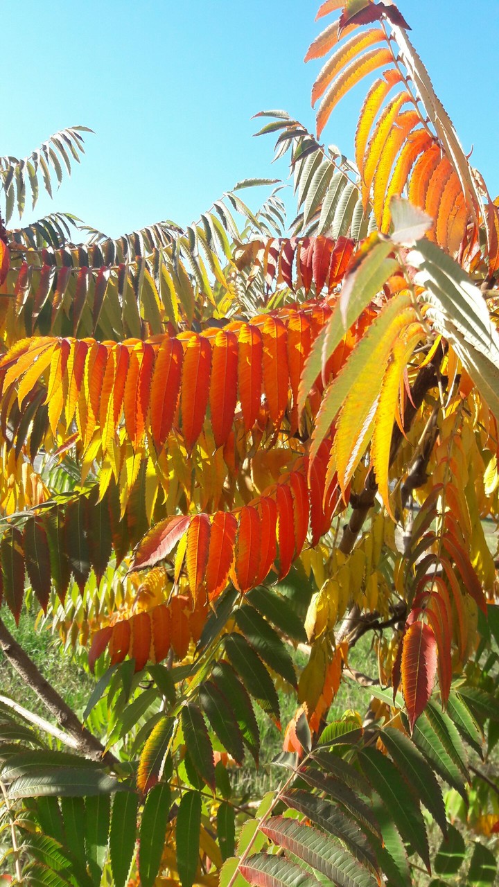 Autumn. Осень