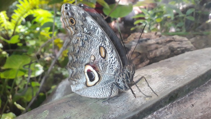 motyl