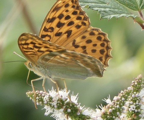 sfondi melitaea, boloria