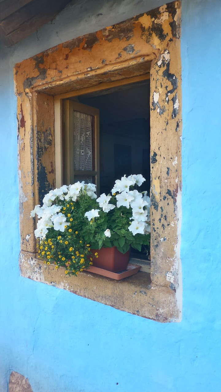 flowers in the hole