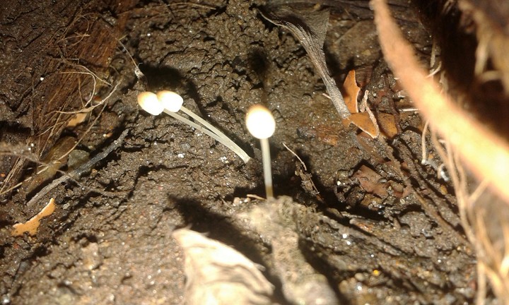 litle and thin mashroom