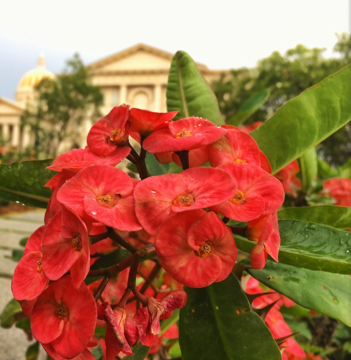 Red flowers
