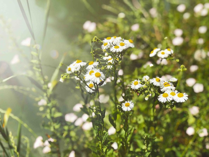 Chamomile