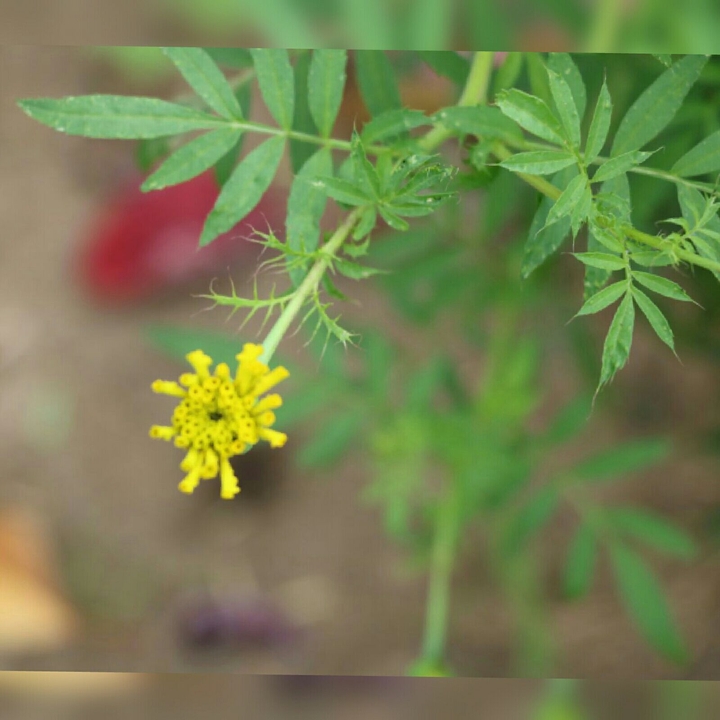 flower!!