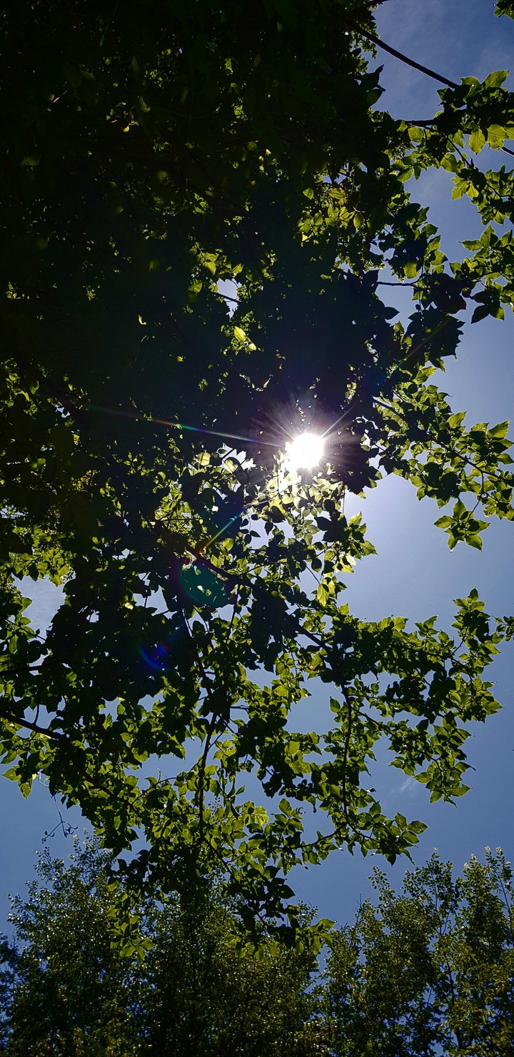 Trees