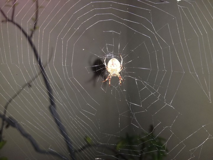 Spiderweb
