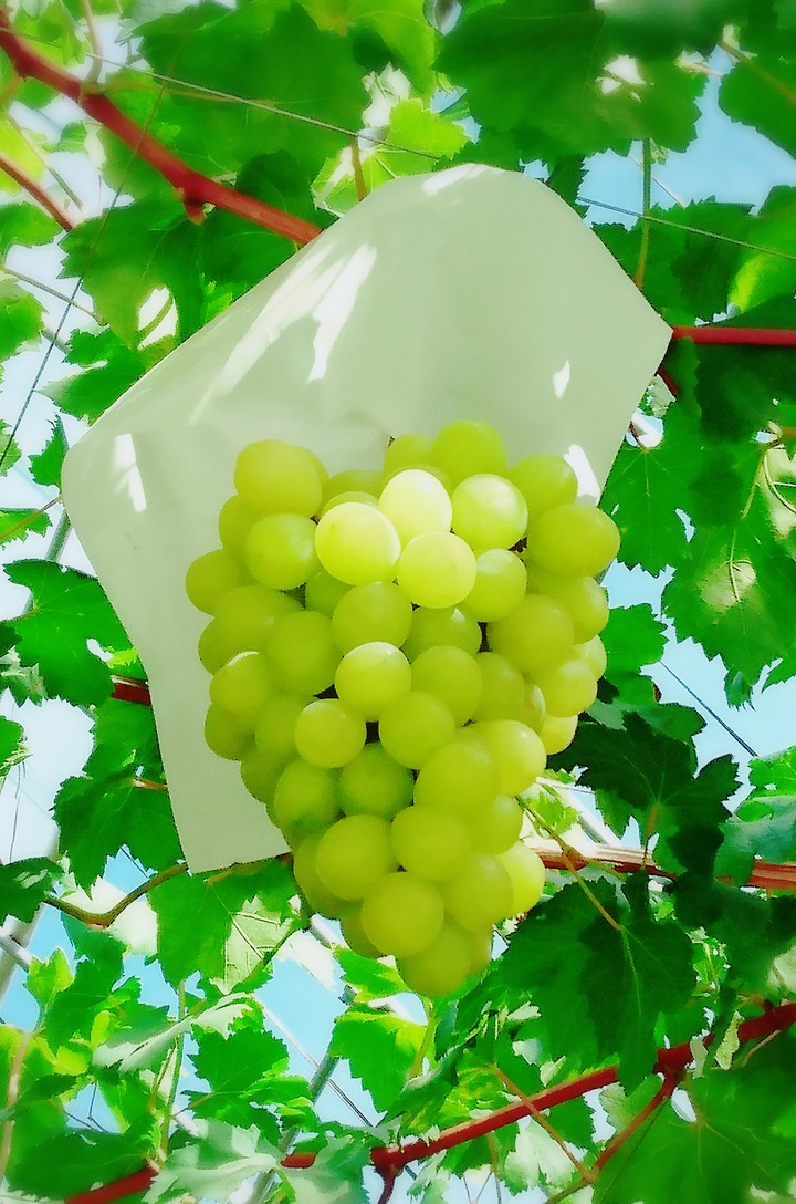 Grapes
