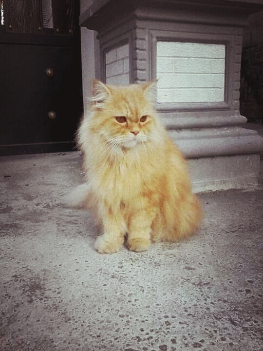 singa leo