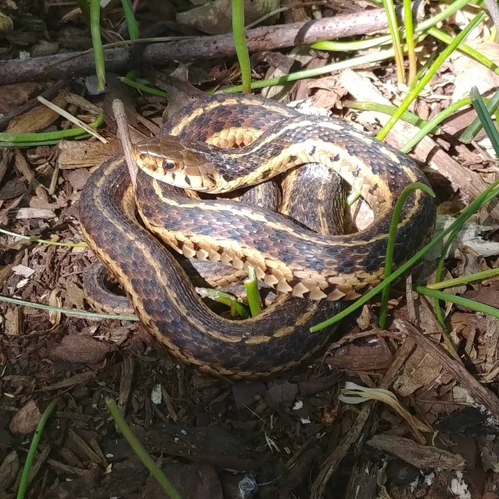 snake