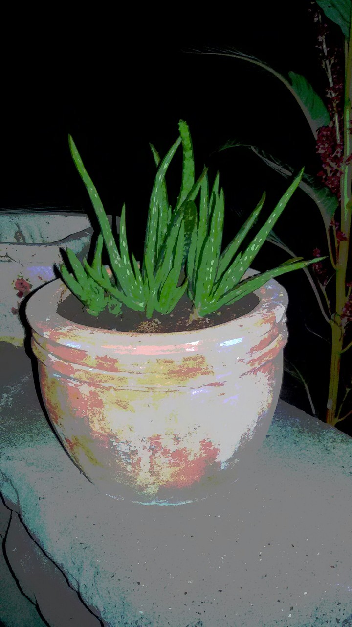 Babyaloe